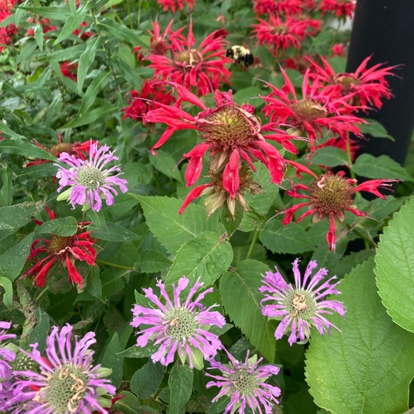 Meet your Posher, Leah - Picture 1 of 2